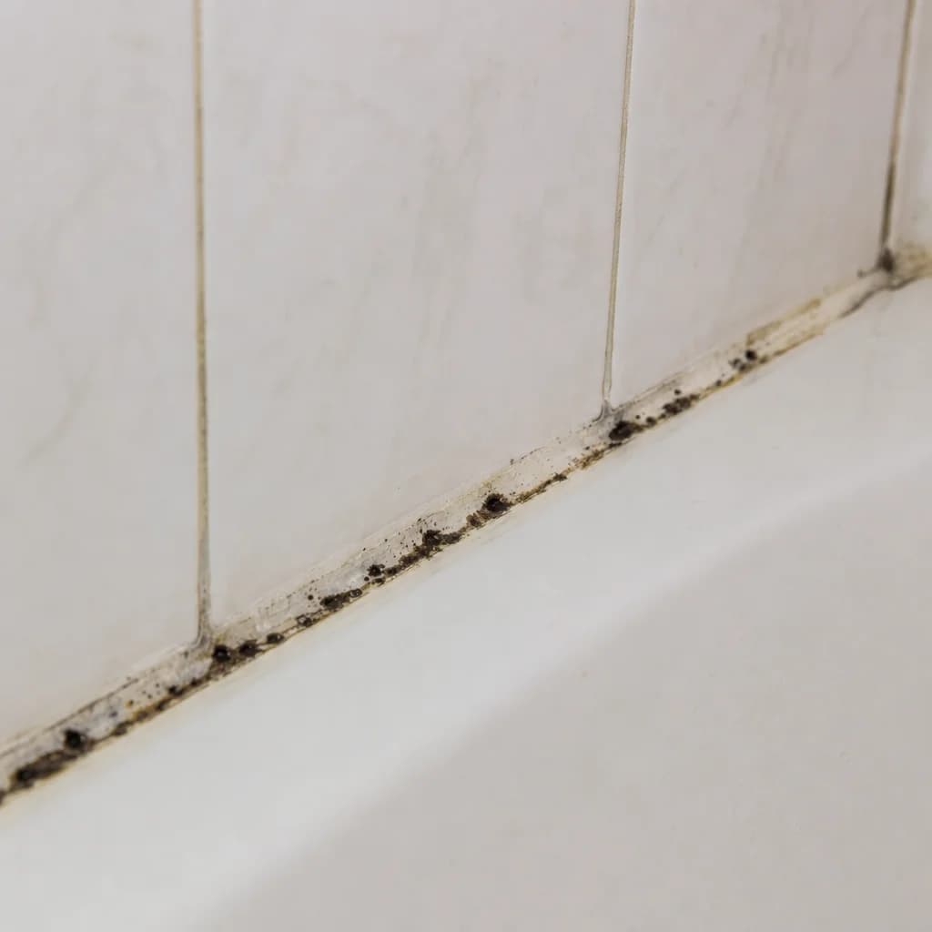 The Mold-Prone Gap